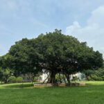 【体験談】不登校から大学進学、その先にあった壁